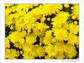P�tales de soleil -- 15/10/08