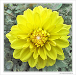 Jaune novembre -- 03/11/09