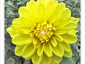 Jaune novembre -- 03/11/09