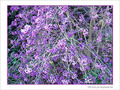 Lilas de novembre -- 15/11/07