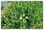 Le petit monde � nos pieds -009- 2023 -- 18/06/23
