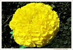 Pompon jaune
