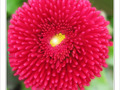 Pompon rouge d�guis� en fleur -- 19/04/10