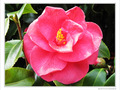 Saumon rose -- 30/04/10