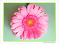 Fleur rose d'�motion -- 25/06/08
