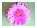 Fleur bleue de toi -- 01/07/08