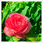 Sous le Soleil -10- �t� 2021