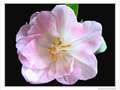 Transparence rose fleurie -- 22/04/10