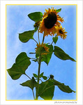Tournesol d'octobre