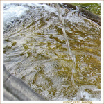 Jet d'eau