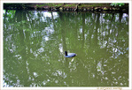 Si je jouais � faire des Ronds dans l'Eau�! -- 28/08/12