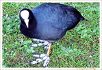 Foulque surprise pendant son Repas