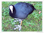 Foulque surprise pendant son repas -- 16/12/09