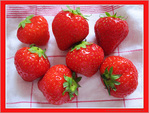 A la Pentec�te, fraises on go�te