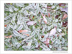 Gel�es argent�es -- 11/01/05