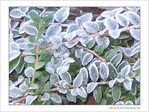 Gel�es perl�es ... -- 15/01/05