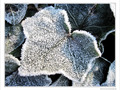 Perles sur lierre givr� -- 05/01/10