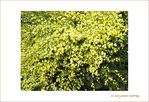 Fleurs d'Artifice jaune
