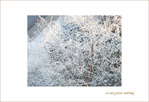Matins givr�s -01-