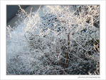 Matins givr�s -2- -- 19/01/08