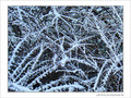 Blanc comme givre -1- -- 24/01/08