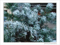 Matins givr�s -5- -- 24/01/08