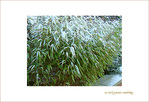 Givre sur la ville -1-