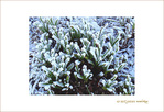 Givre sur la ville -2-
