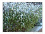 Givre sur la ville -1-
