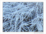 Bruxelles se pare de blanc -1- -- 29/01/08