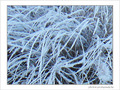 Bruxelles se pare de blanc -1- -- 29/01/08