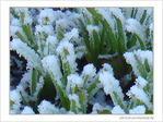 Blanc comme givre -2-