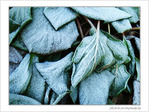 Givre sur la ville -3-