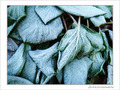 Givre sur la ville -3- -- 11/02/08