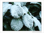 Blanc comme givre -3-