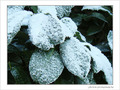 Blanc comme givre -3- -- 11/02/08
