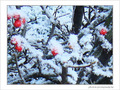 Bruxelles se pare de blanc -2- -- 31/01/08