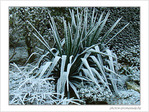 Blanc comme givre -4-
