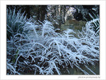 Blanc comme givre -5-