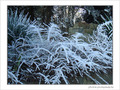 Blanc comme givre -5- -- 05/02/08