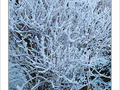 Bruxelles se pare de blanc -3- -- 02/02/08