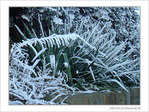Blanc comme givre -6-