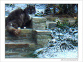 Petit Chat n'a pas froid -- 17/01/08