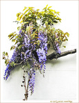 Glycine -- 16/05/14