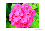 Voir l'�t� en Rose