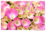 Ch�ur d'Hortensias
