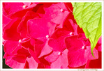 Hortensias en robe rose -- 16/08/21