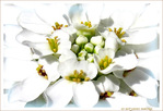 Blanche fleur