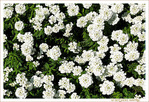 Tapis Vert et Blanc - 001 -
