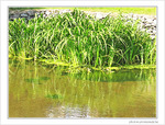 Vert dans l'eau